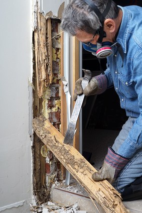 Termite Inspection
