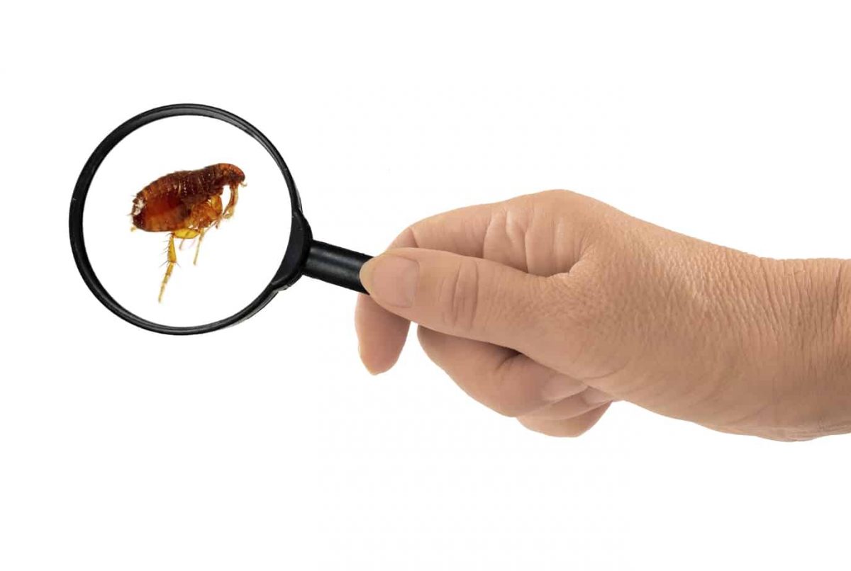 Flea Control Options for Your Home : Exterminator - Pest Inspection