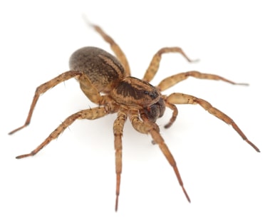 Spider Control Options Spider Control Options