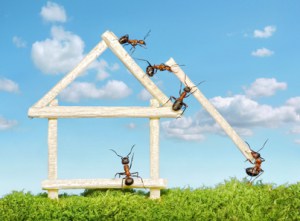 Carpenter Ant control Carpenter Ant control