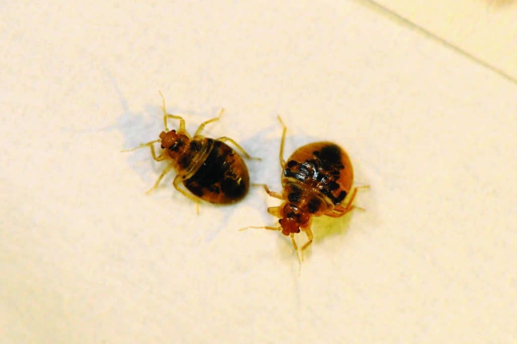 How to Get Rid of bed bugs