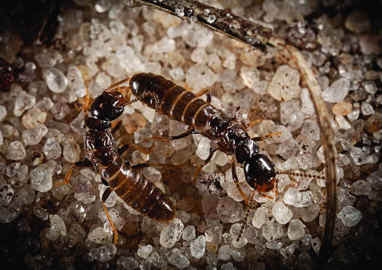 MARCH 15-21 IS TERMITE AWARENESS WEEK MARCH 15-21 IS TERMITE AWARENESS WEEK