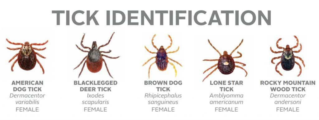 dog vs deer tick identification