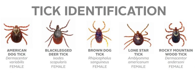 Ticks : Pest Control Kingwood - Exterminator - Pest Inspection