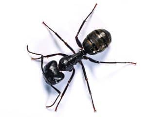 Carpenter Ants Kingwood Carpenter Ants Kingwood