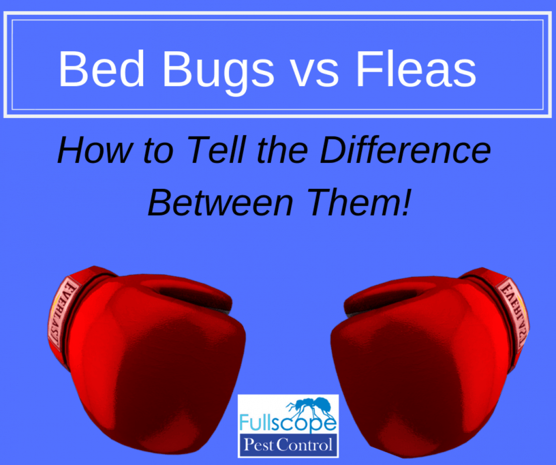 Bed Bugs vs Fleas How to Tell the Difference FullScope Pest Control