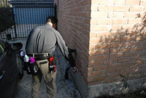 Carpenter Ant Inspection Carpenter Ant Inspection