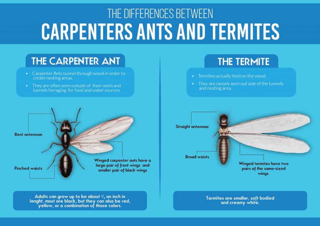 Carpenter ants & Termites