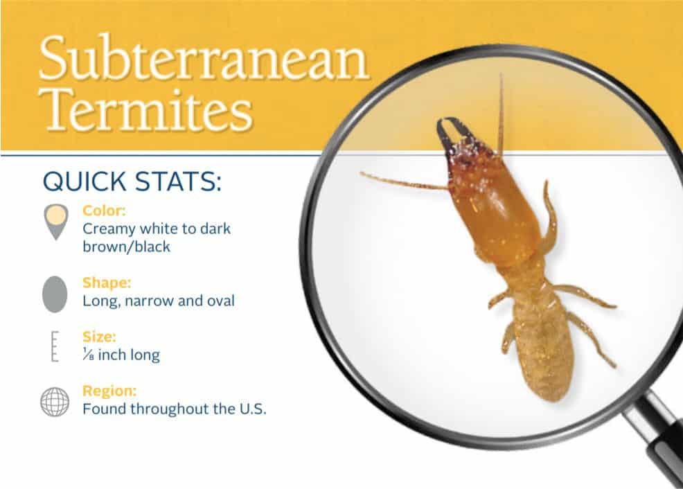 Subterranean Termites stats