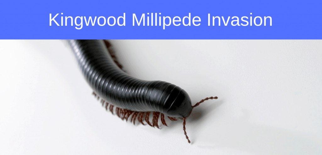 Millipedes are invading Kingwood, TX