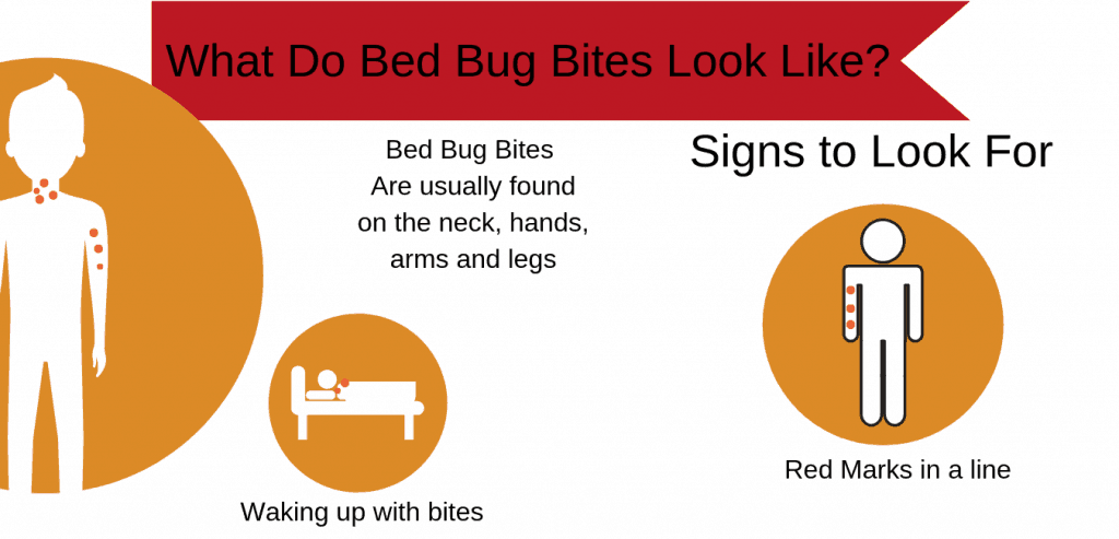 What Do Bed Bug Bites Look Like