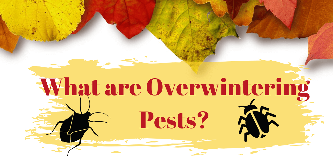 How to Prevent Overwintering Pests How to Prevent Overwintering Pests