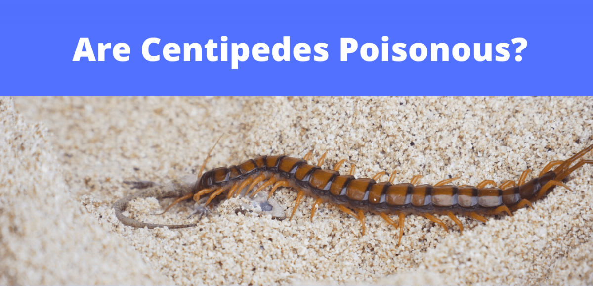 Are Centipedes Poisonous? Your Questions Answered! FullScope Pest Control