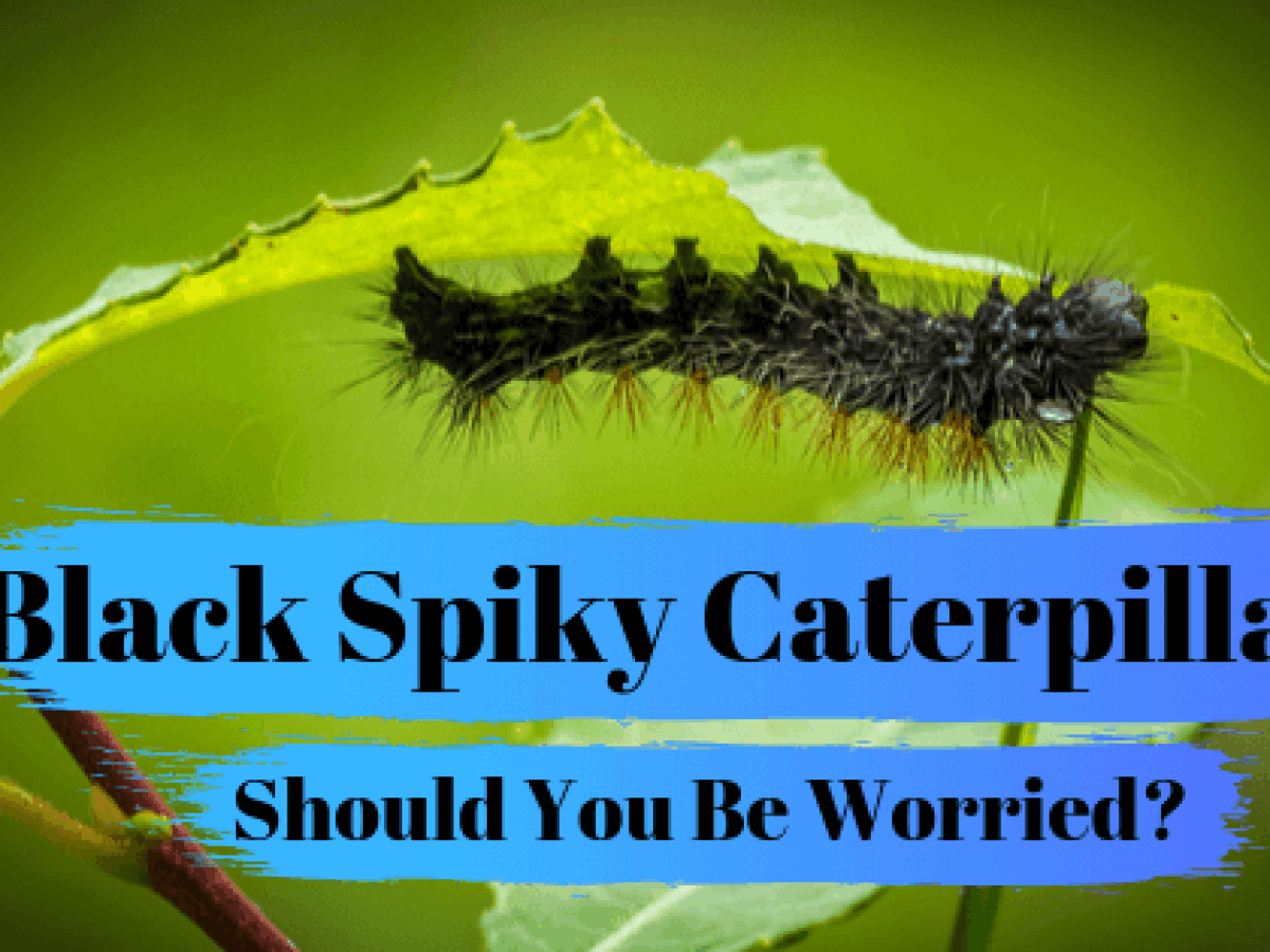 Black Spiky Caterpillars Should You Be Worried