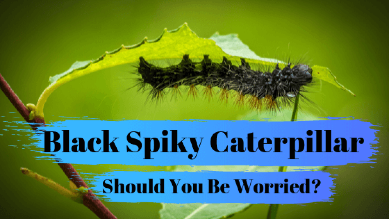 Black Spiky Caterpillars: Should You Be Worried? - FullScope Pest Control