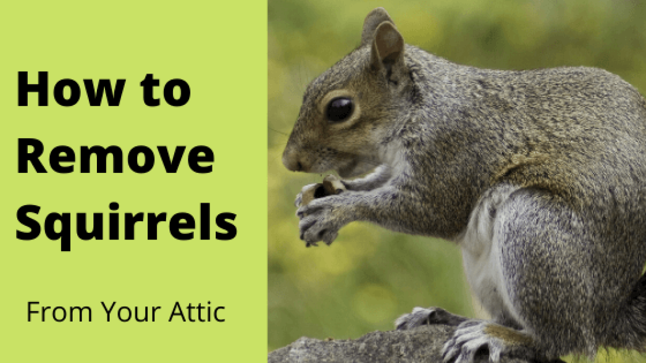Squirrel Pest Control FullScope Pest Control