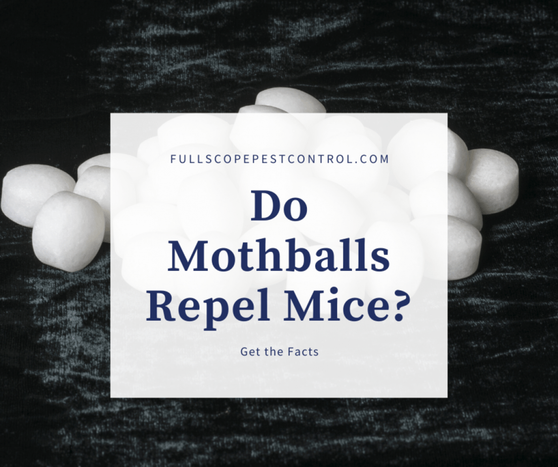 Do Moth Balls Repel Mice? - FullScope Pest Control