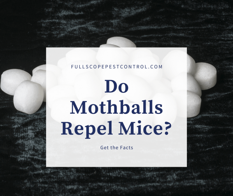 Do Moth Balls Repel Mice? FullScope Pest Control