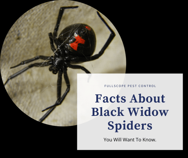 Black Widow Spiders - FullScope Pest Control