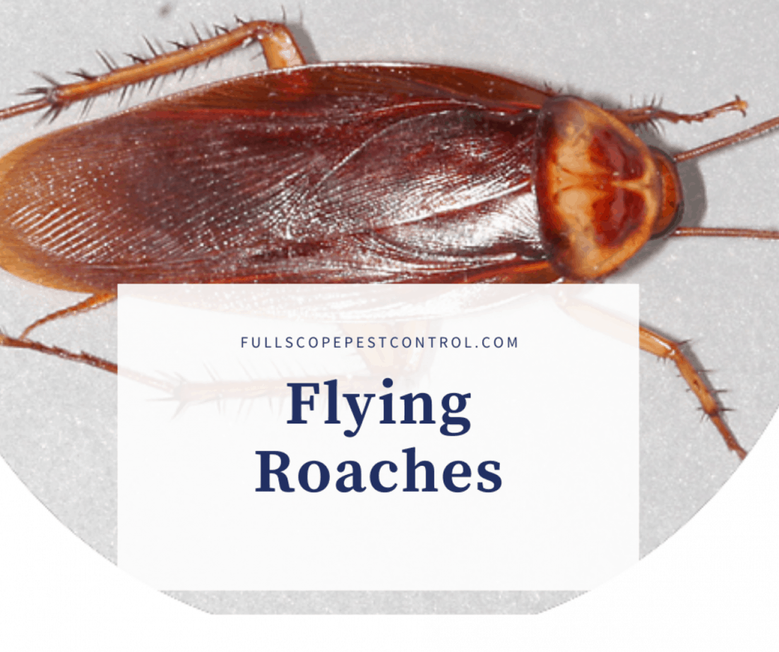 Flying Cockroaches FullScope Pest Control
