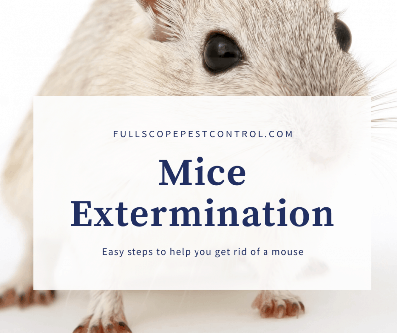 Mice Extermination - FullScope Pest Control