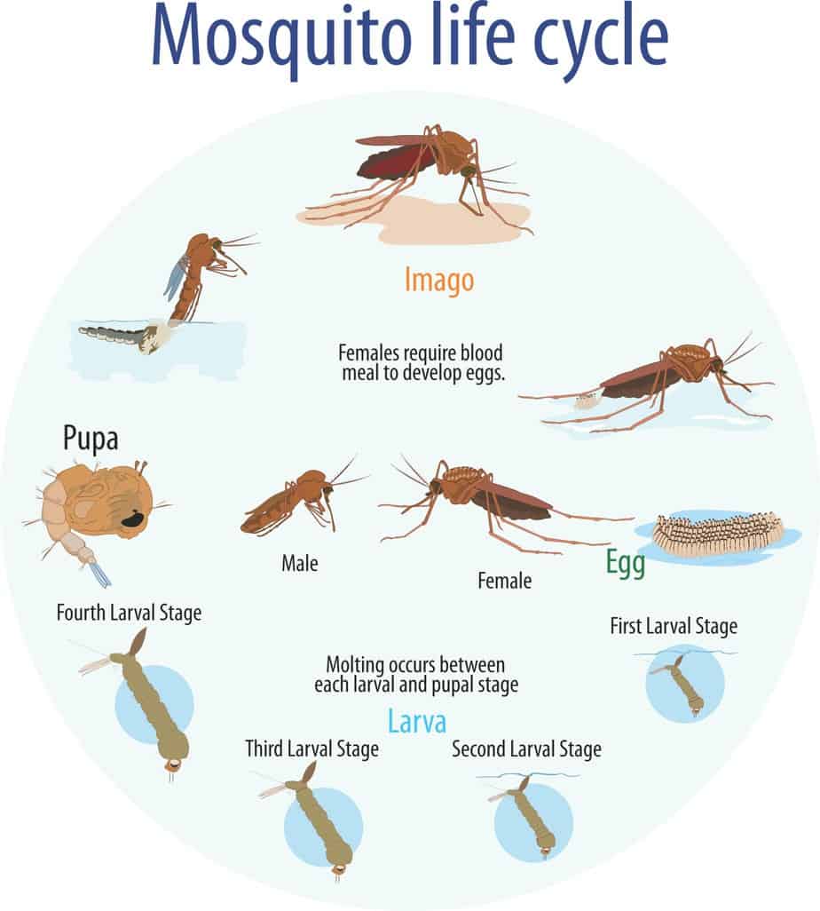 life cycle of mosquitoes