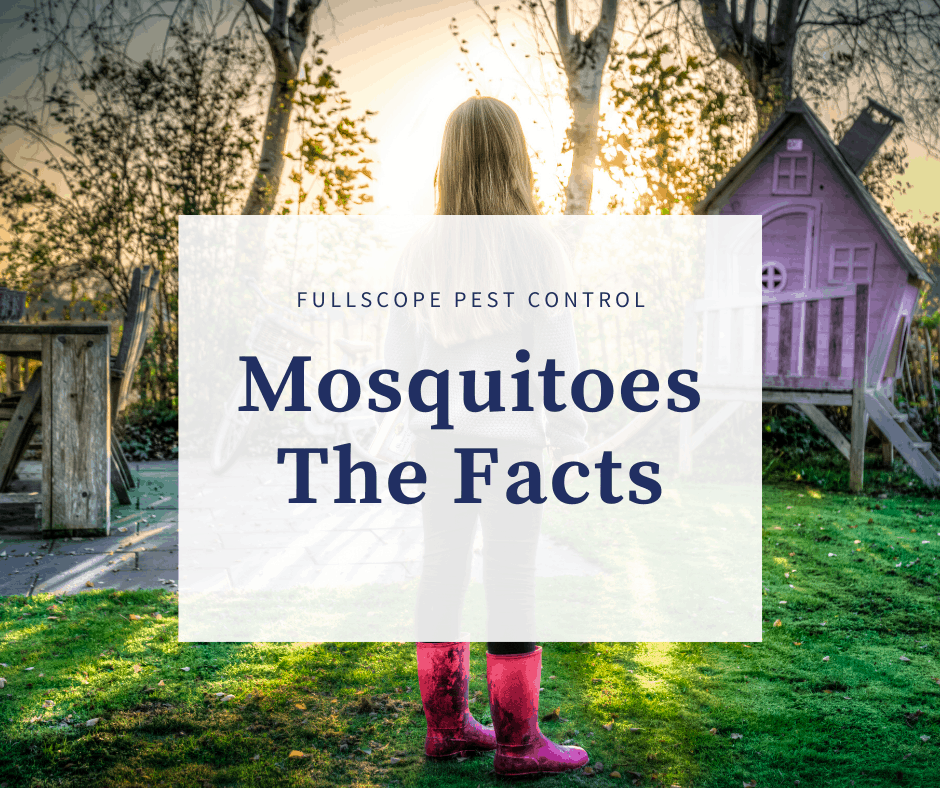 Mosquito Facts Mosquito Facts