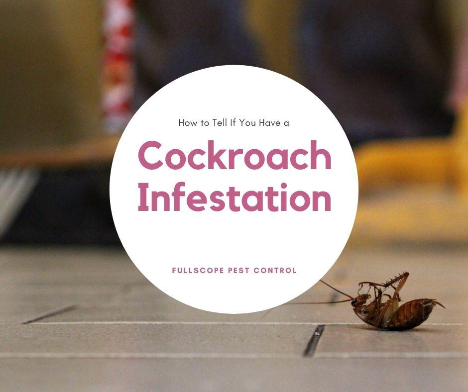 How To Tell If You Have A Cockroach Infestation Fullscope Pest Control