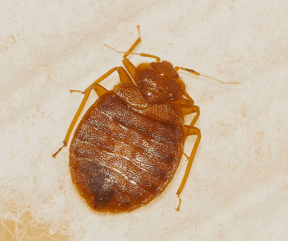 adult bed bugs