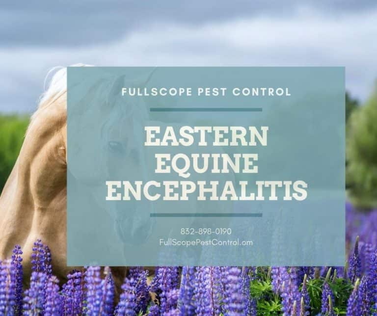 Eastern Equine Encephalitis Virus Facts - FullScope