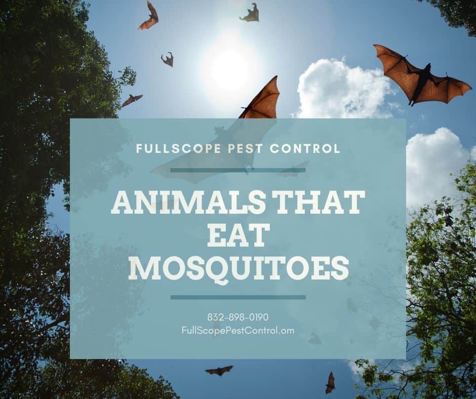 Animals That Eat Mosquitoes FullScope Pest Control