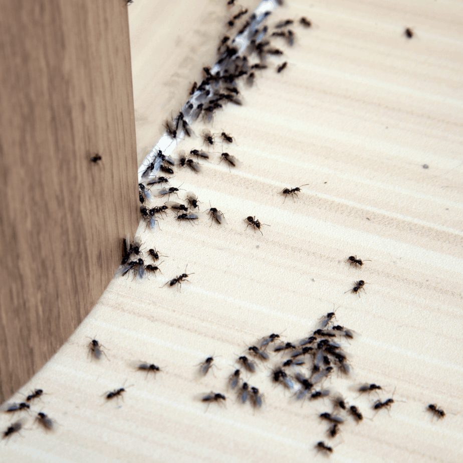 Indoor Ants in Porter Texas