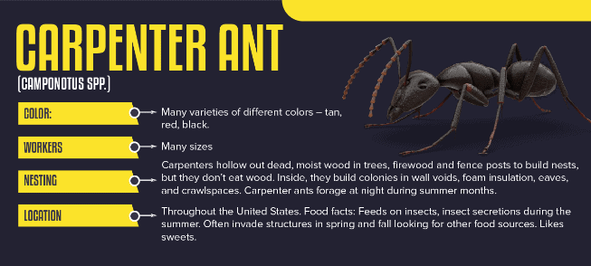 Carpenter Ant Facts