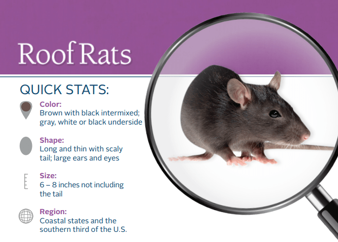 https://www.fullscopepestcontrol.com/wp-content/uploads/2020/07/Roof-Rats.png