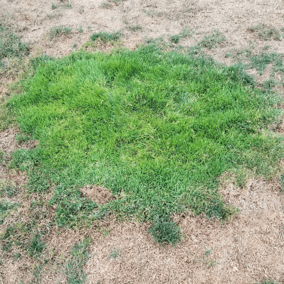 Brown Grass