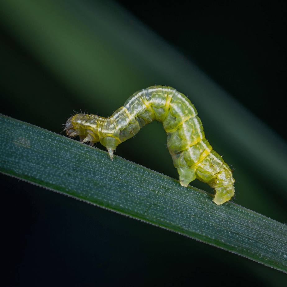 Caterpillar Kingwood Texas