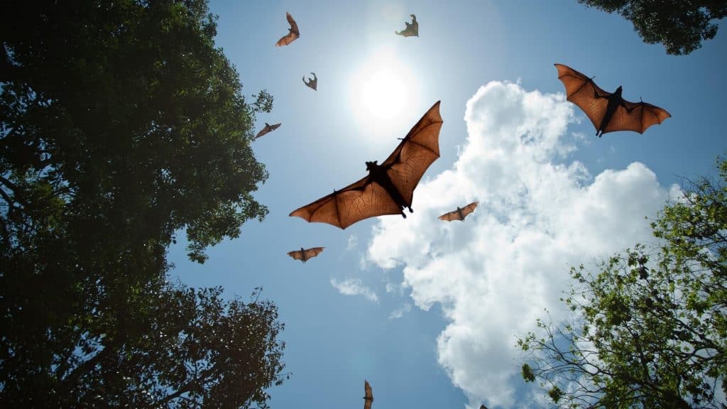 bats eating mosquitoes