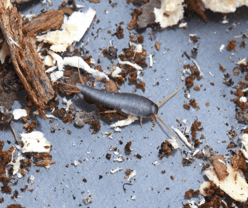 How to Get Rid of Silverfish