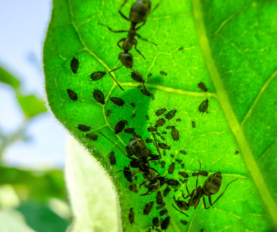 Aphids in Kingwood Texas