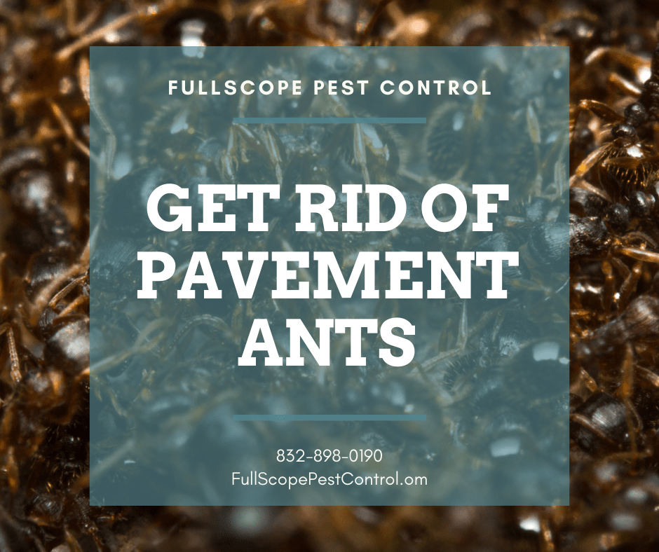 How to Get Rid of Pavement Ants in Your Cleveland Yard and Home FullScope