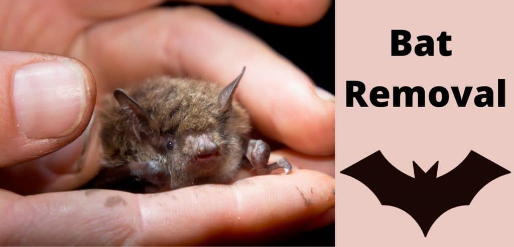 Bat Removal Company Fullscope Pest Control 