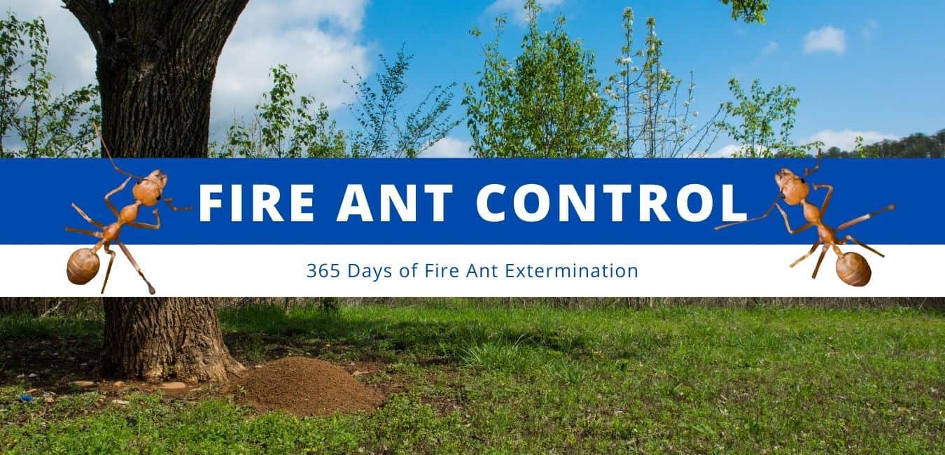 Fire Ant Control : Exterminator - Pest Inspection - Full Scope