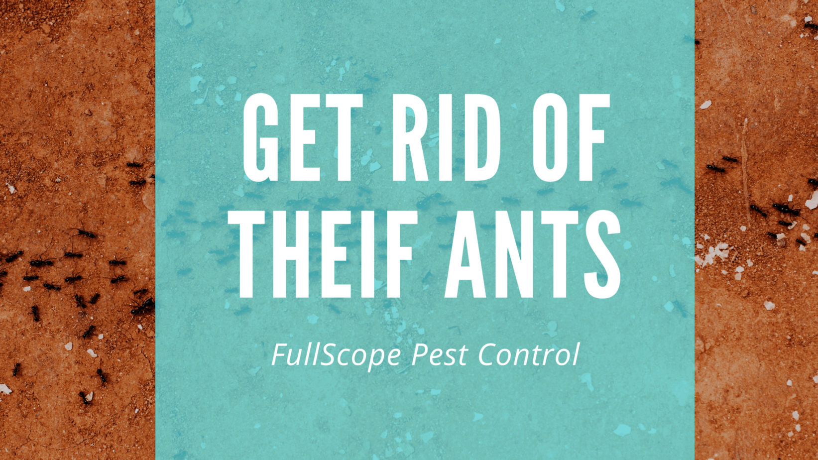 Get Rid of Thief Ants in Your New Caney House and Yard | FullScope Pest