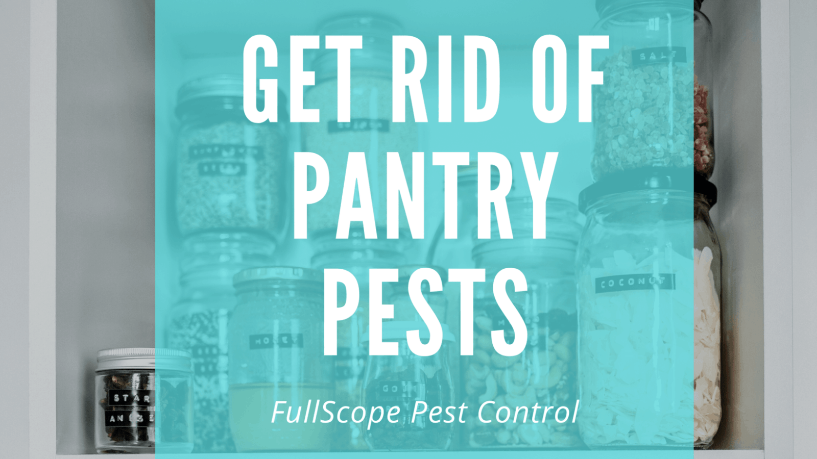 Keeping Pantry Pests Out of Your Kingwood Home Keeping Pantry Pests Out of Your Kingwood Home