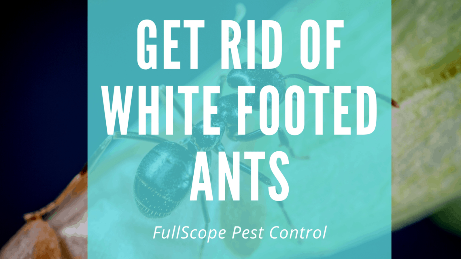 How to Get Rid of White-footed Ants in Your Humble, TX House and Yard How to Get Rid of White-footed Ants in Your Humble, TX House and Yard