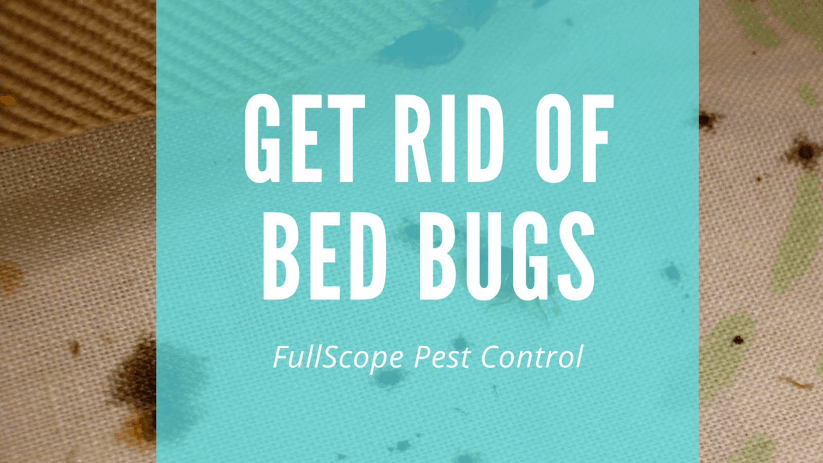 5 Steps to Get Rid of Bed Bugs in Your Kingwood Home 5 Steps to Get Rid of Bed Bugs in Your Kingwood Home