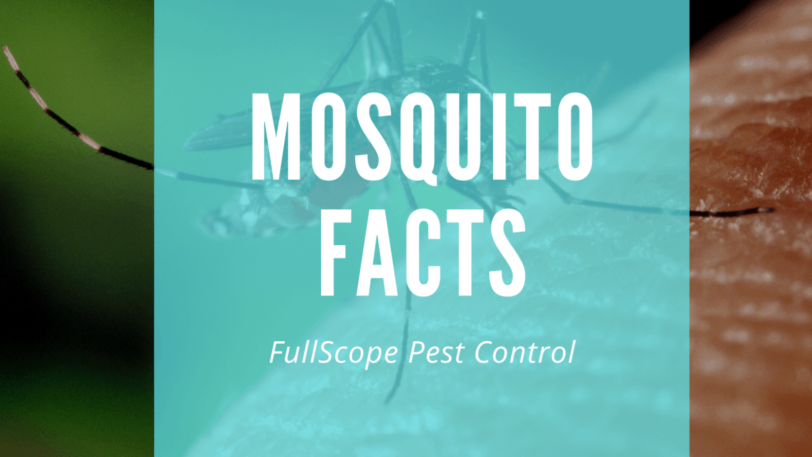 10 Facts About Mosquitoes In Your New Caney Yard 10 Facts About Mosquitoes In Your New Caney Yard