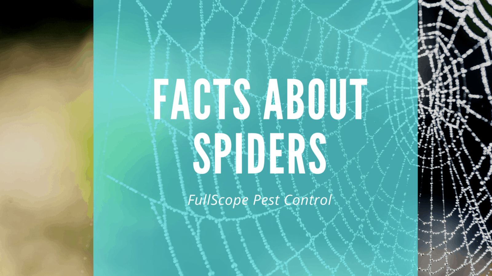 10 Facts About Spiders In Your Humble, TX Home 10 Facts About Spiders In Your Humble, TX Home