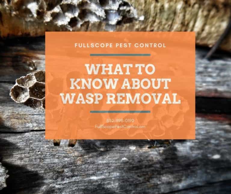 Effective Wasps Extermination Techniques - FullScope Pest Control