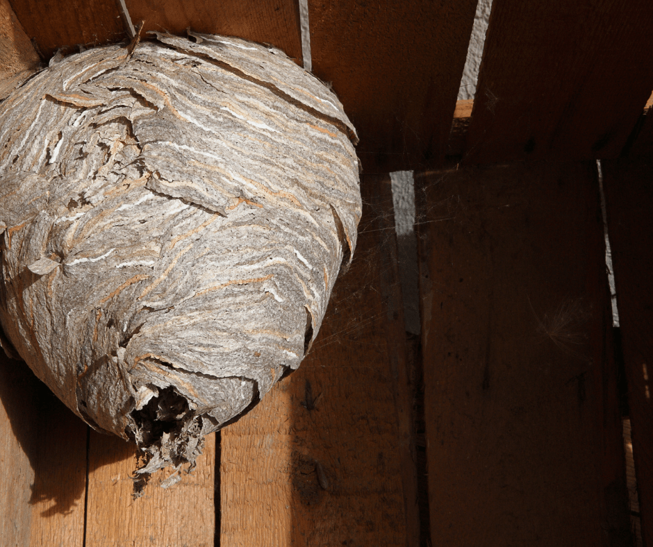 hornets nests